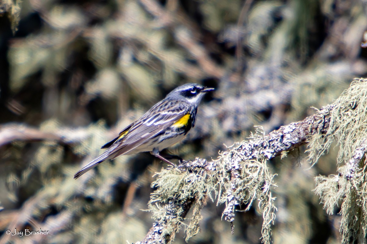 Yellow-rumped Warbler (Myrtle) - ML644494616