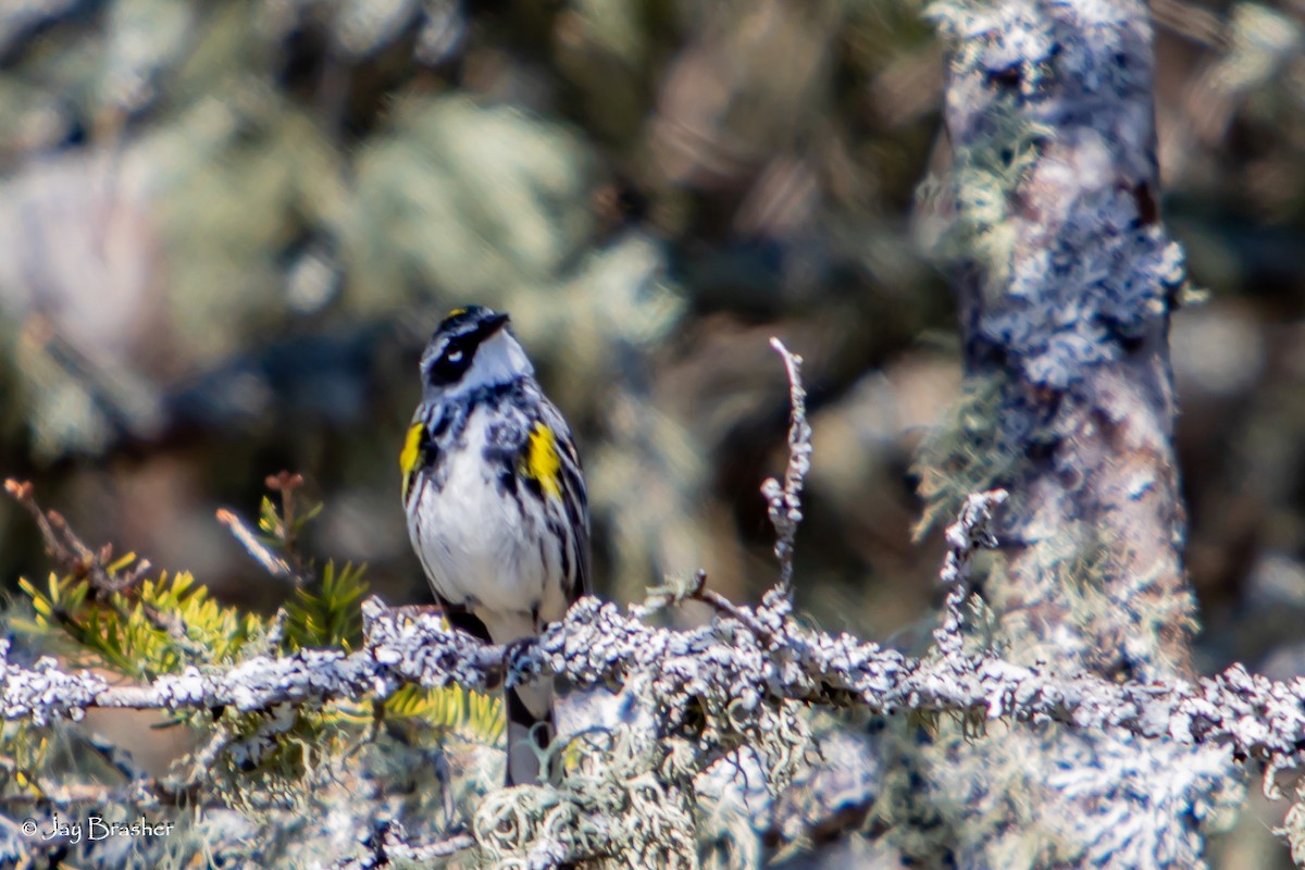 Yellow-rumped Warbler (Myrtle) - ML644494617