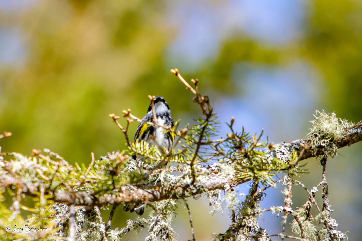 Yellow-rumped Warbler (Myrtle) - ML644494618