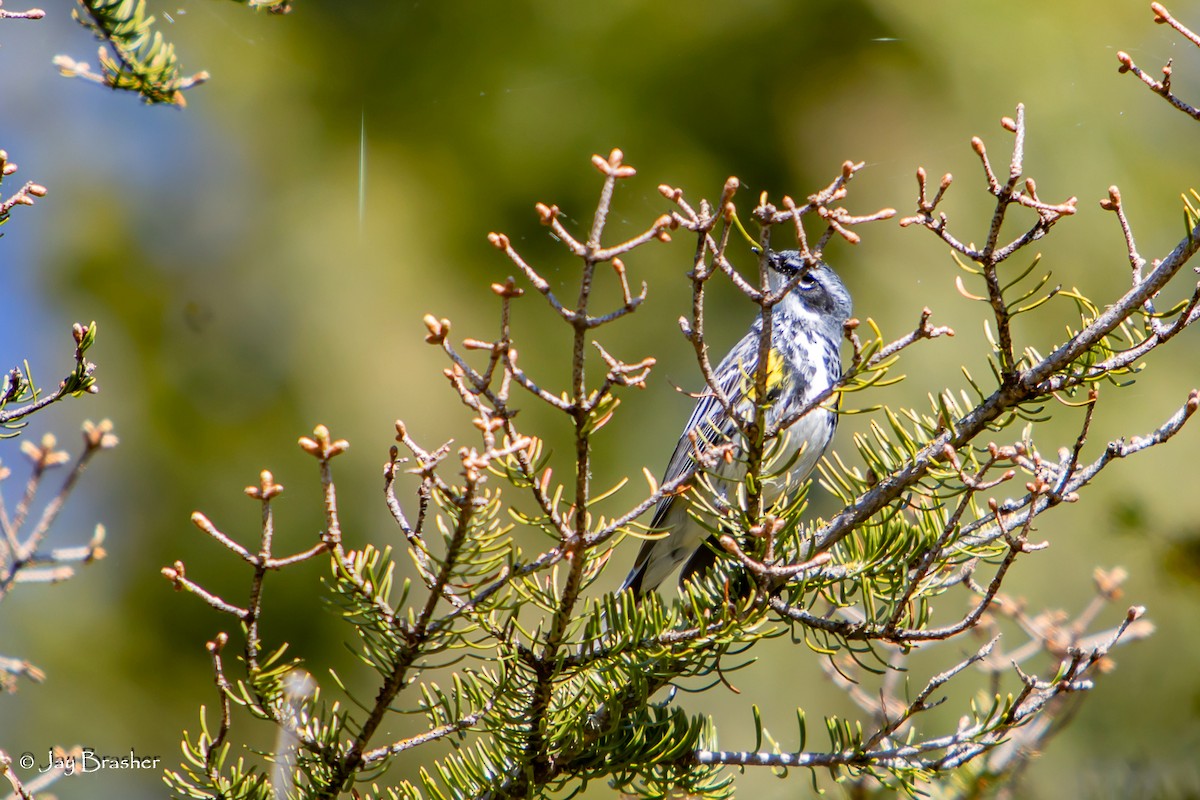 Yellow-rumped Warbler (Myrtle) - ML644494619