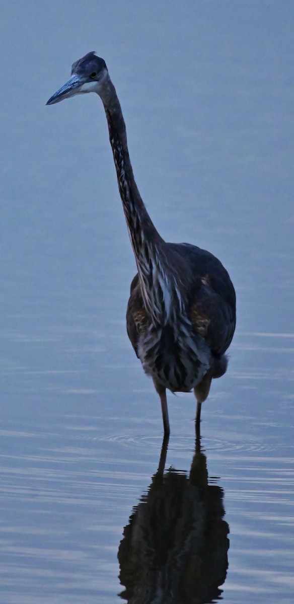 Great Blue Heron - ML644494625