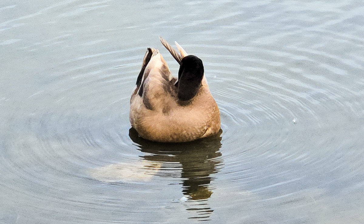 Зэрлэг нугас - ML644494629