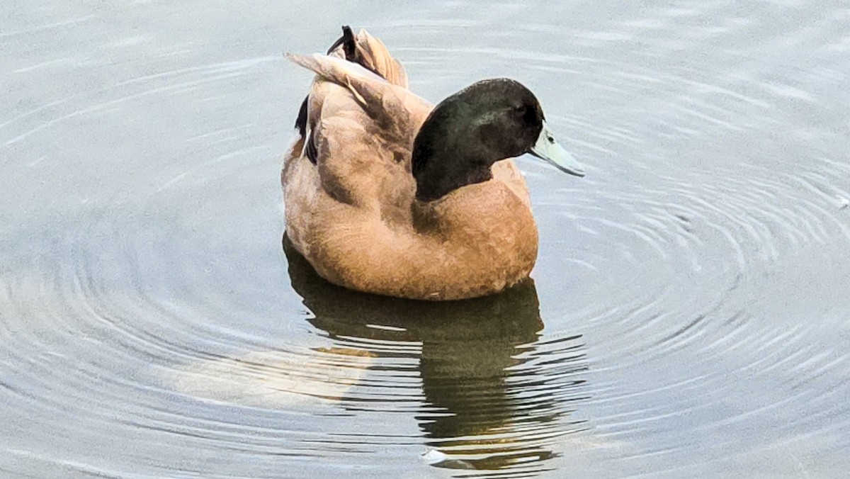 Зэрлэг нугас - ML644494630