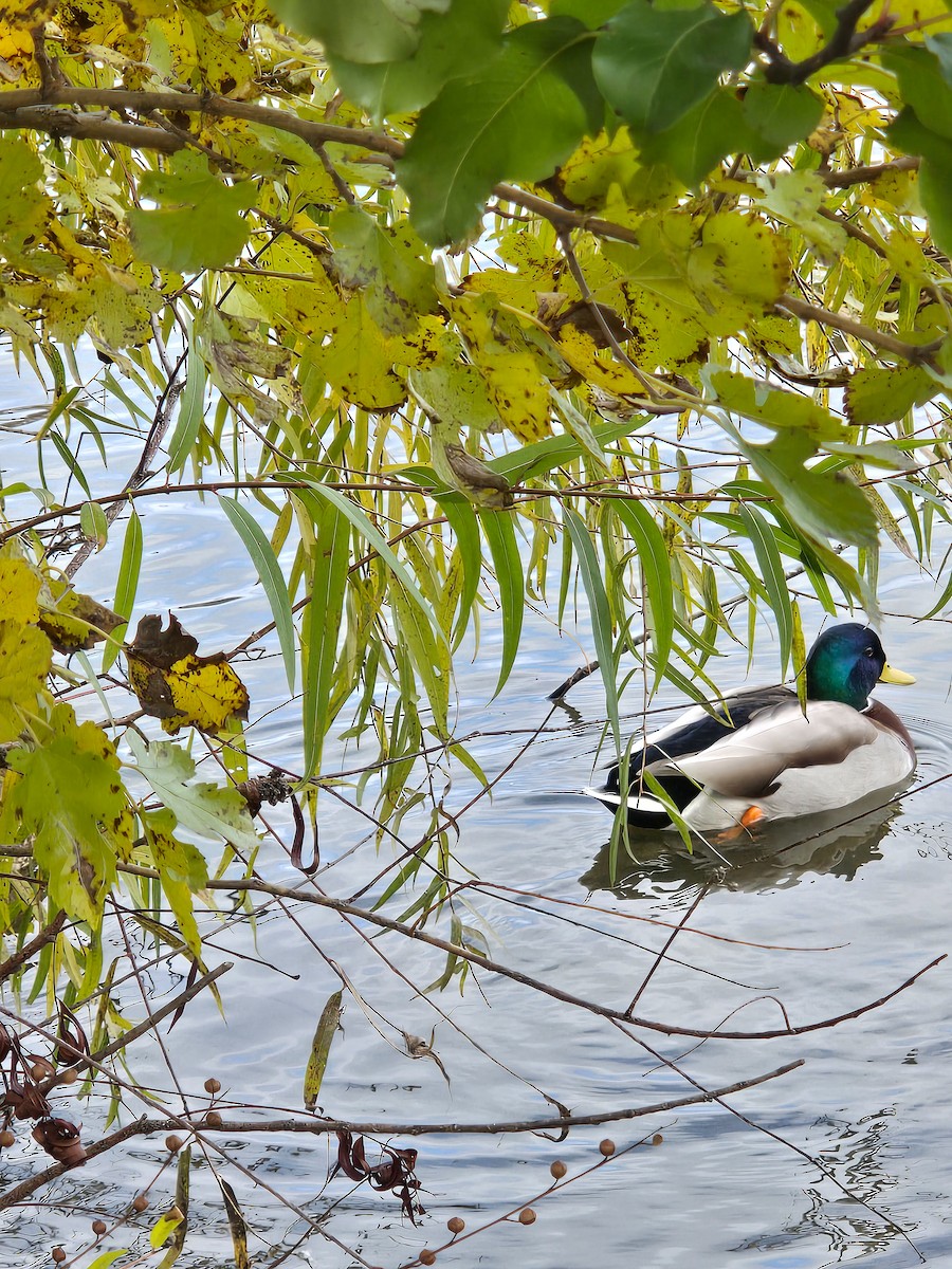 Зэрлэг нугас - ML644494631