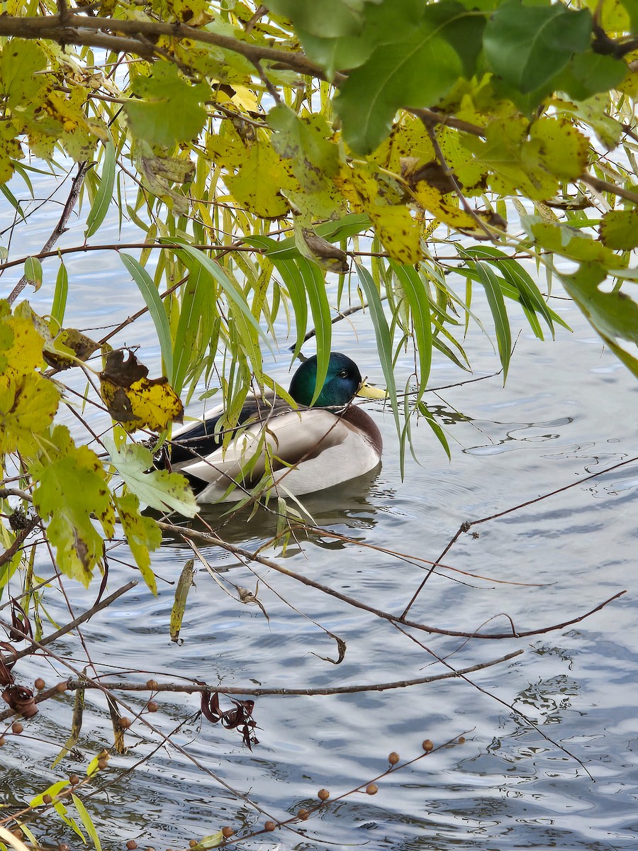 Зэрлэг нугас - ML644494632