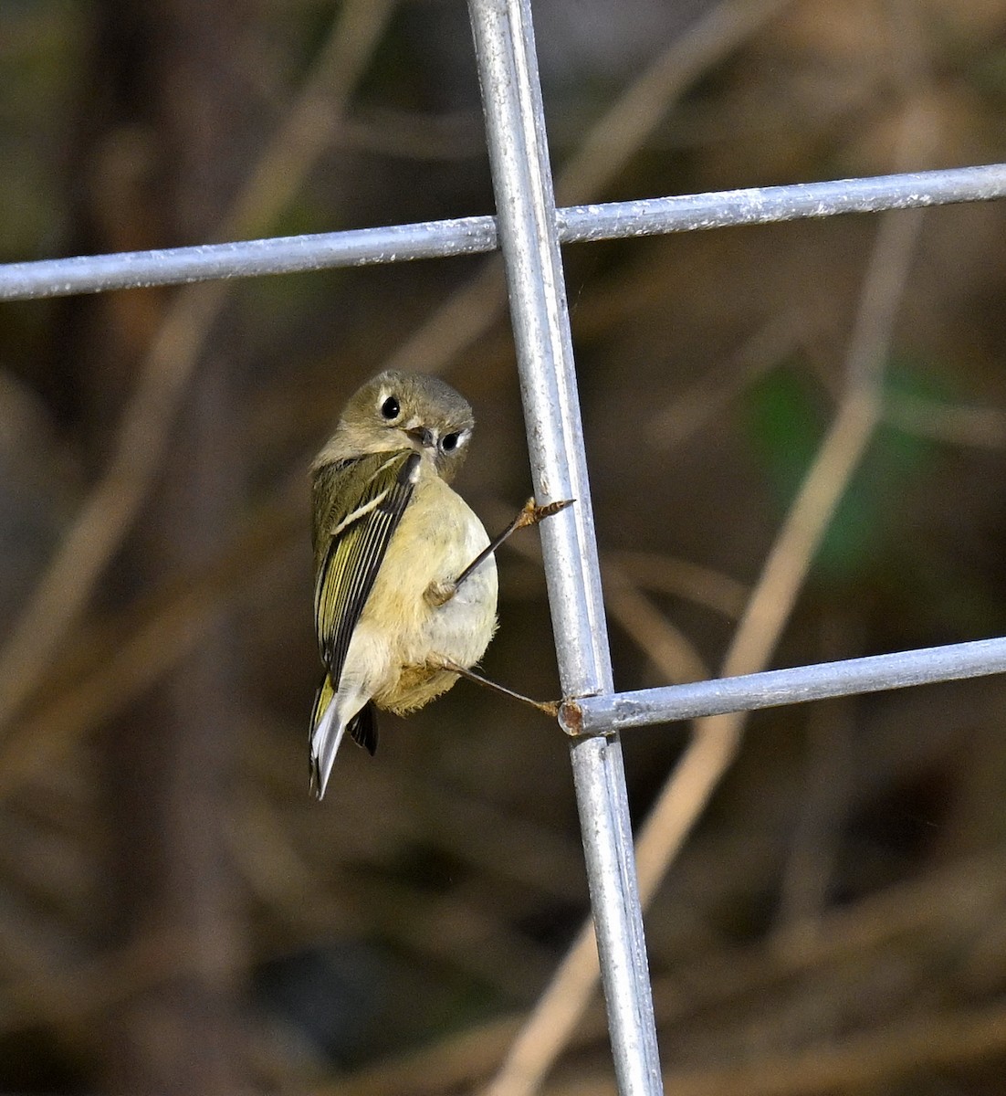 Ruby-crowned Kinglet - ML644494636