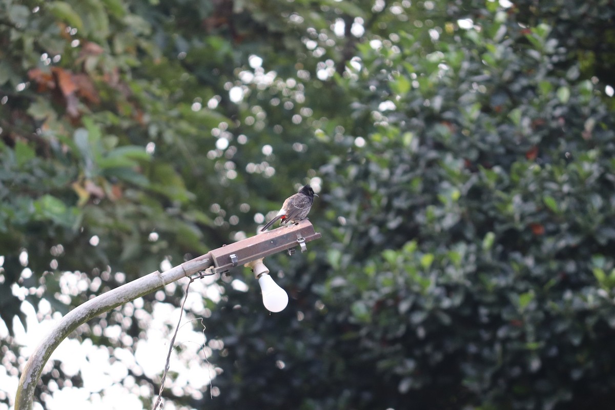 Red-vented Bulbul - ML644494637