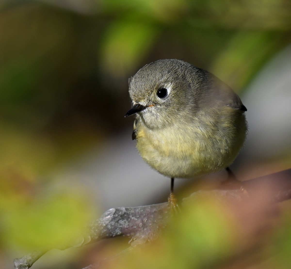 Ruby-crowned Kinglet - ML644494639