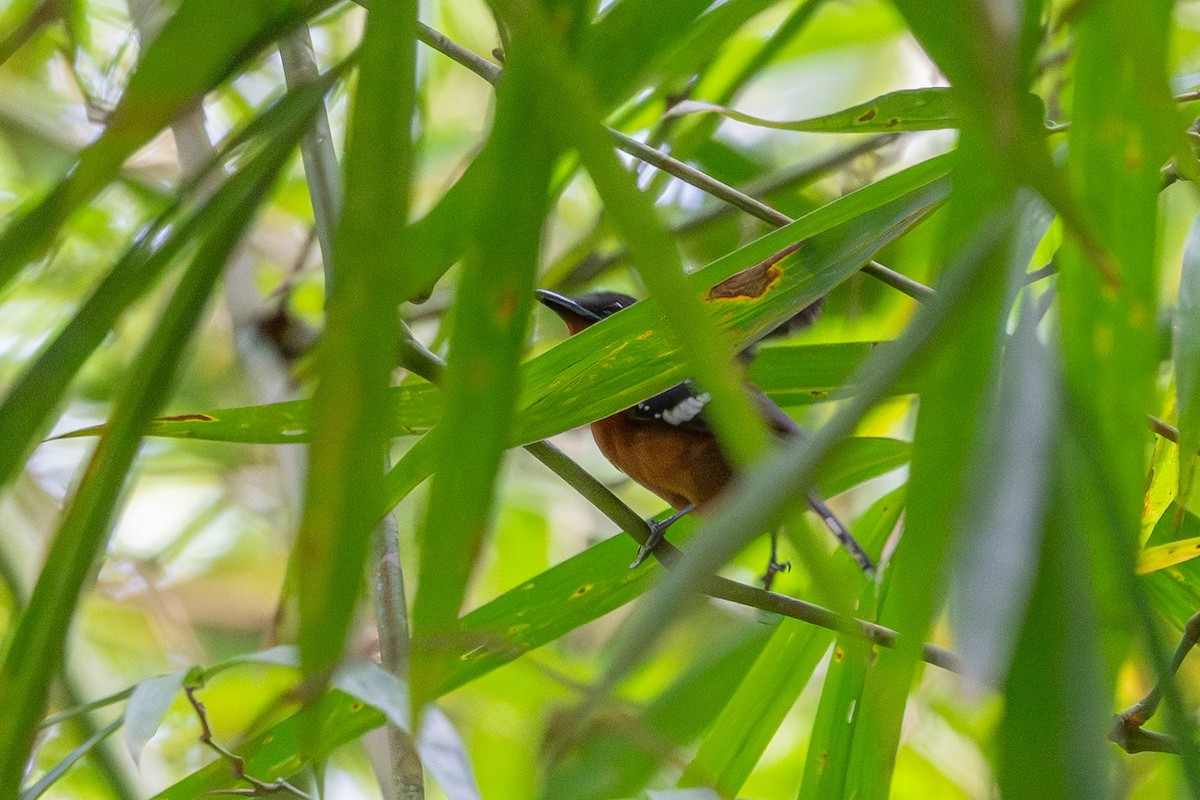 Grisin étoilé - ML644494641