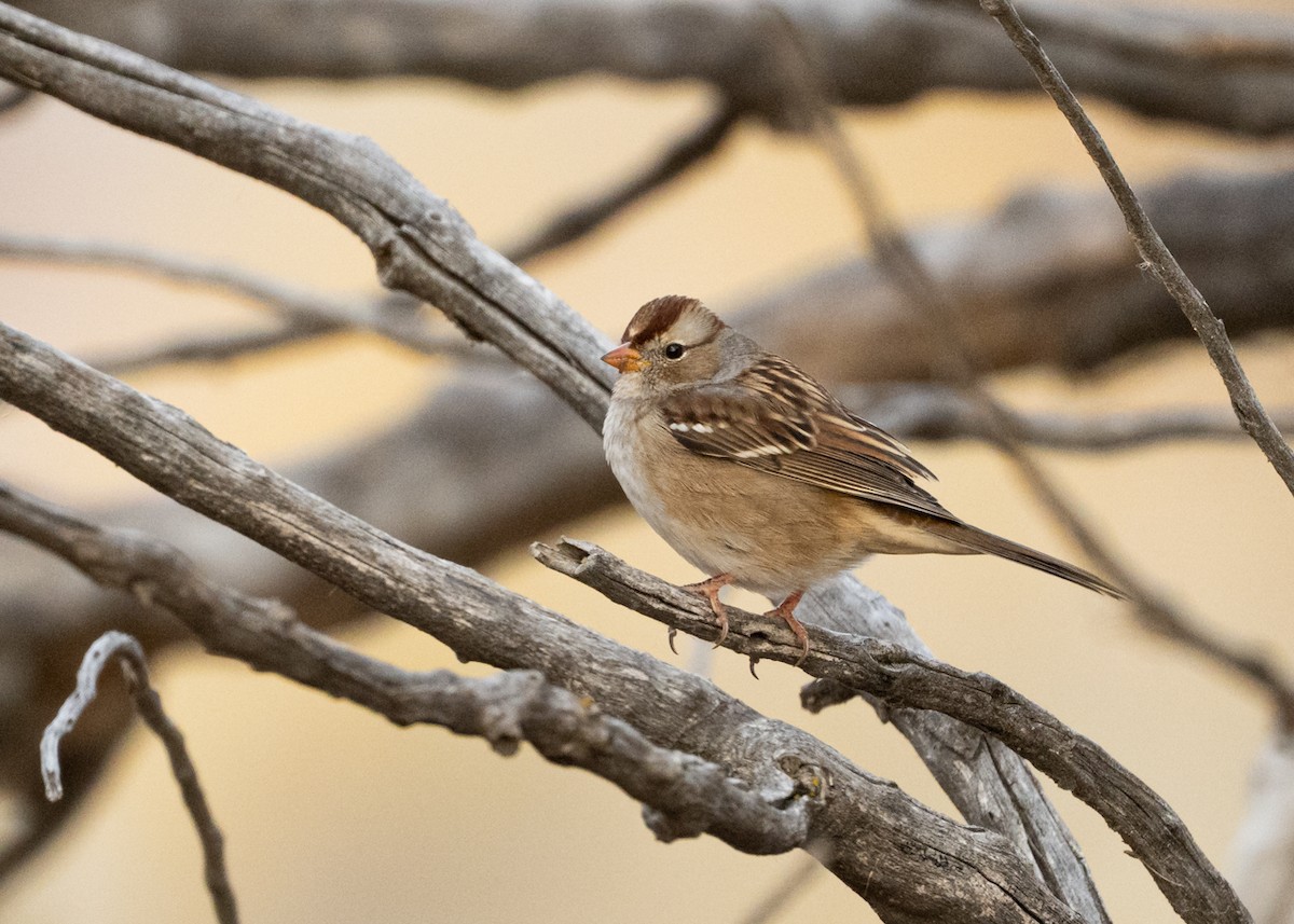 White-crowned Sparrow - ML644494642