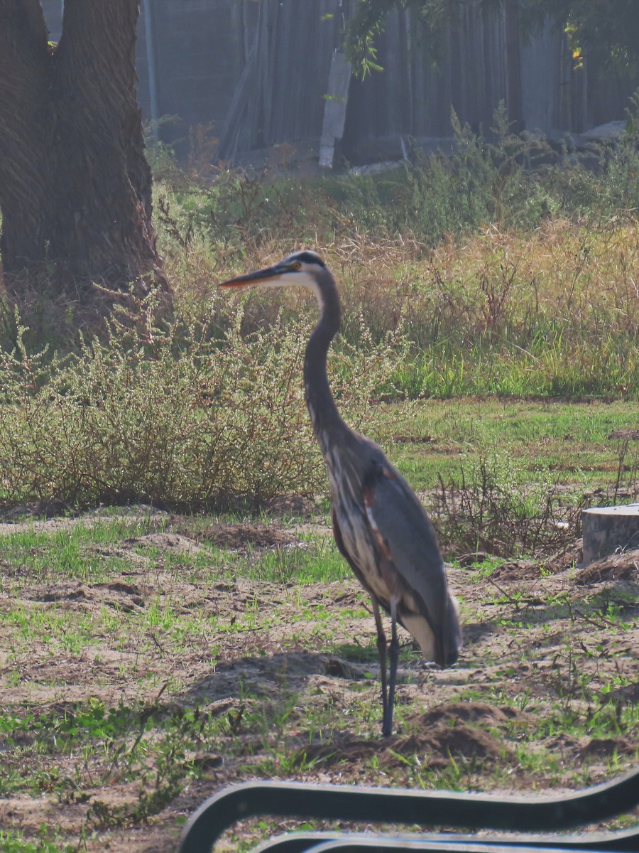 Great Blue Heron - ML644494644