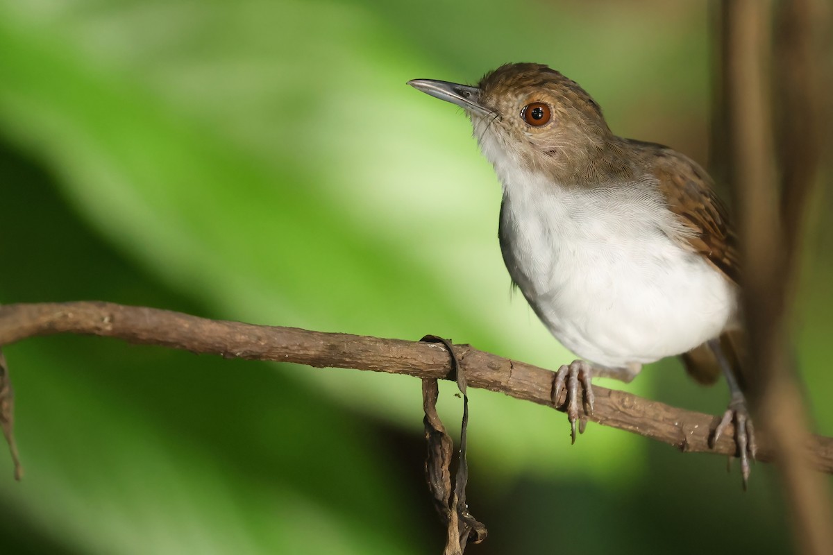White-chested Babbler (Bornean) - ML644494647