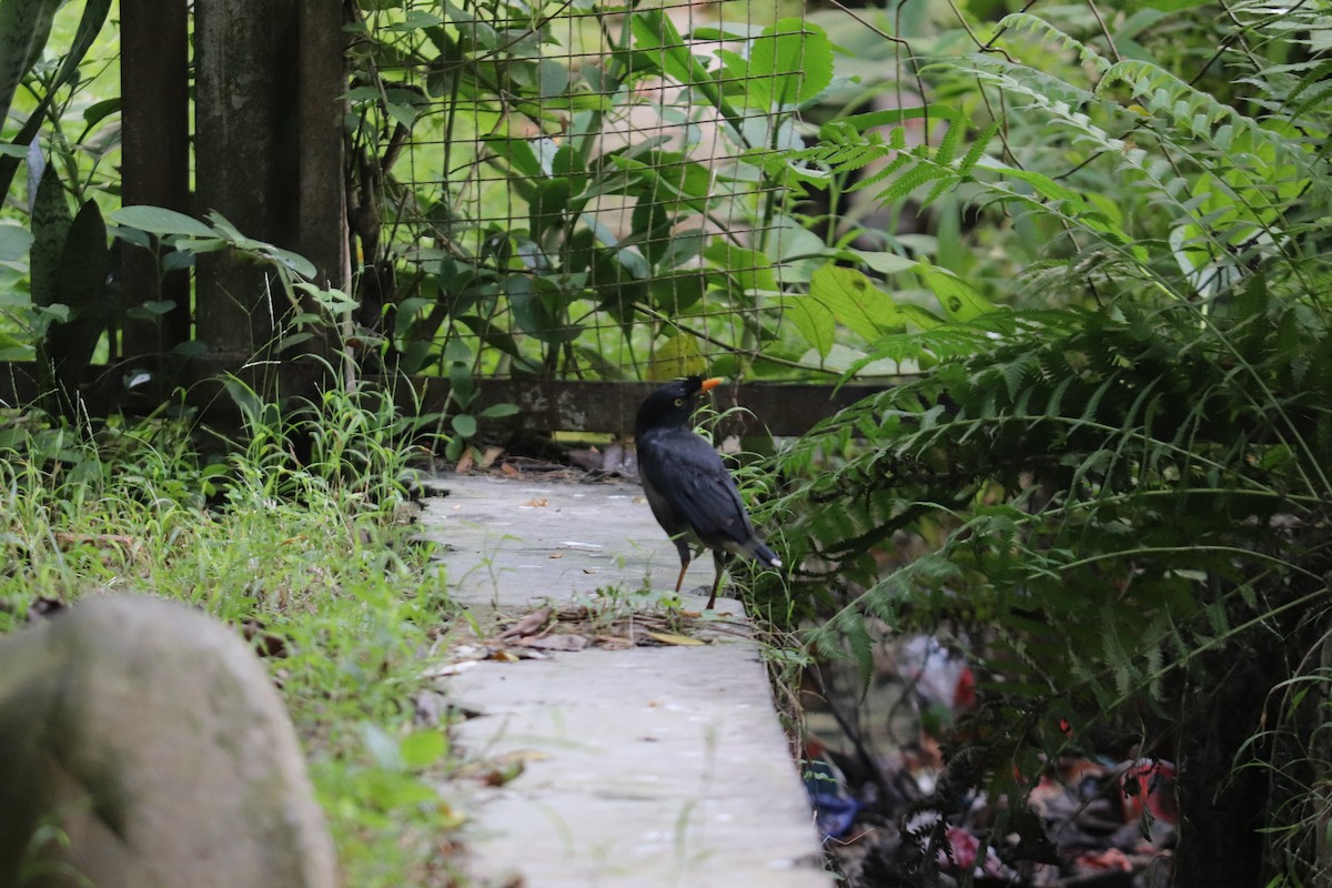 林八哥 - ML644494649