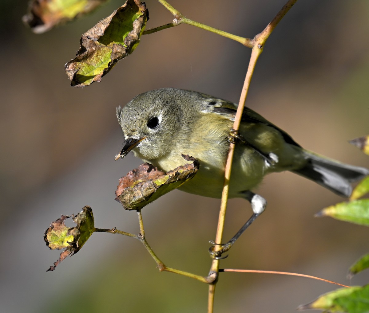 Ruby-crowned Kinglet - ML644494653
