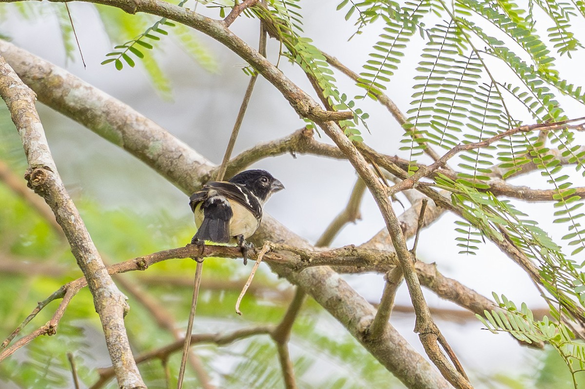 Morelet Tohumculu - ML644494655