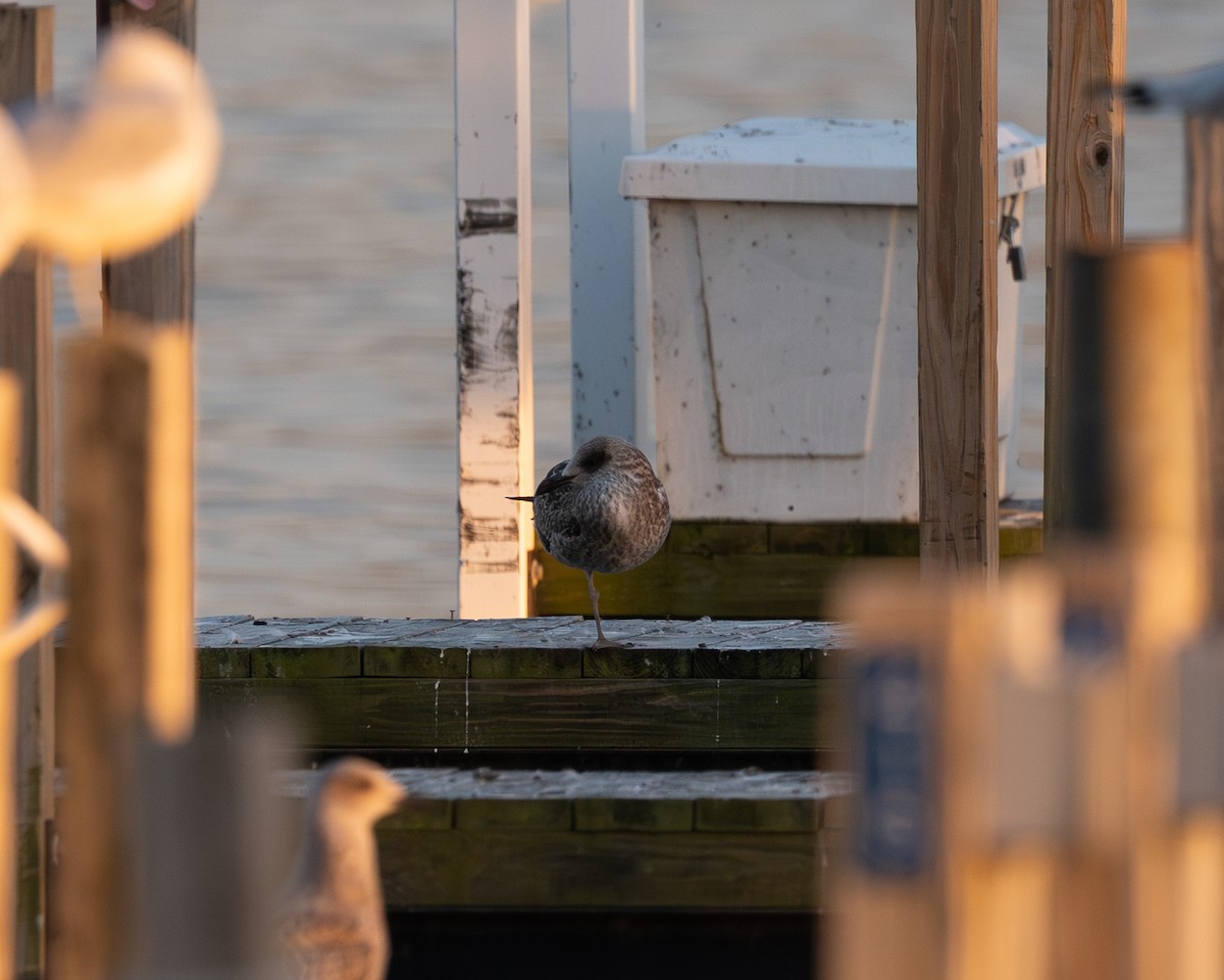 racek žlutonohý - ML644494657