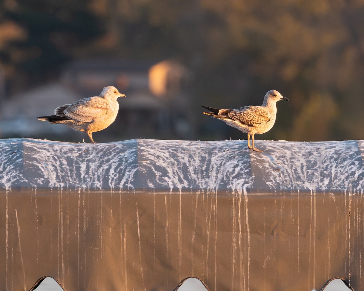 racek žlutonohý - ML644494669