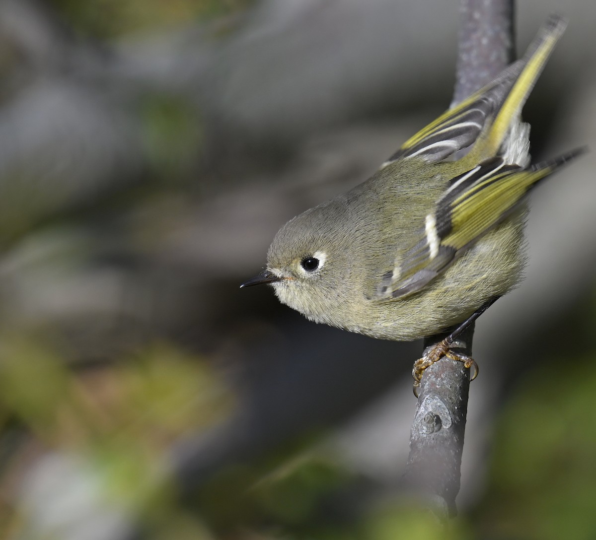 Ruby-crowned Kinglet - ML644494671