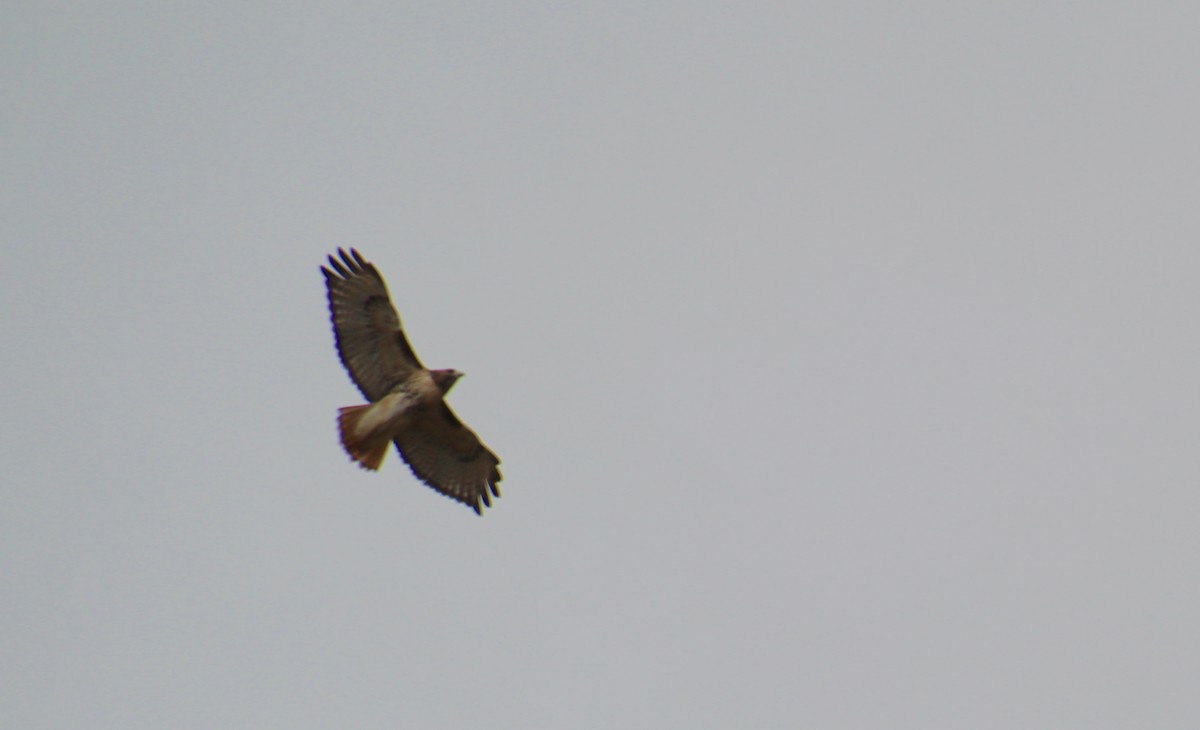 Red-tailed Hawk - ML644494673