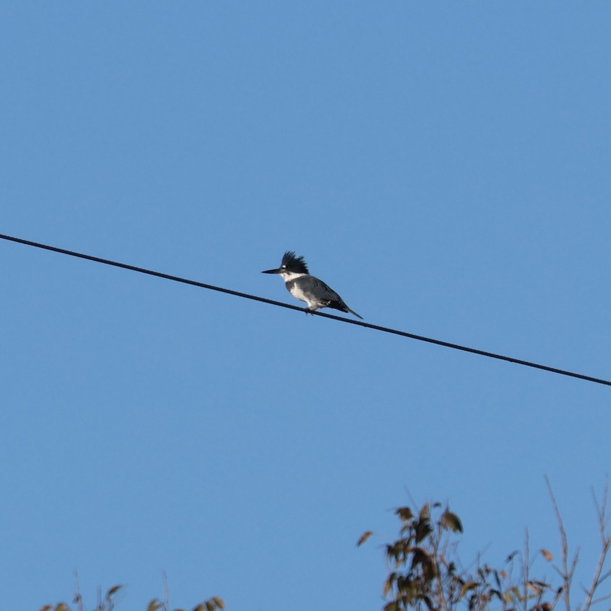 rybařík pruhoprsý - ML644494692