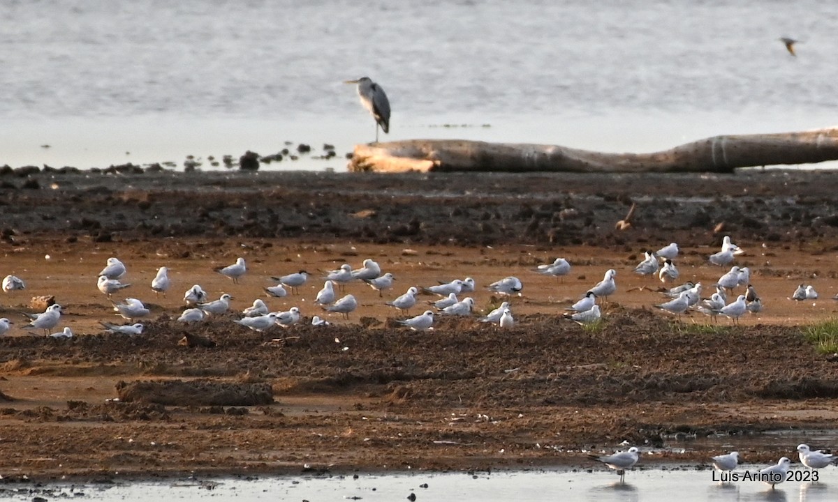 Gull-billed Tern - ML644494710