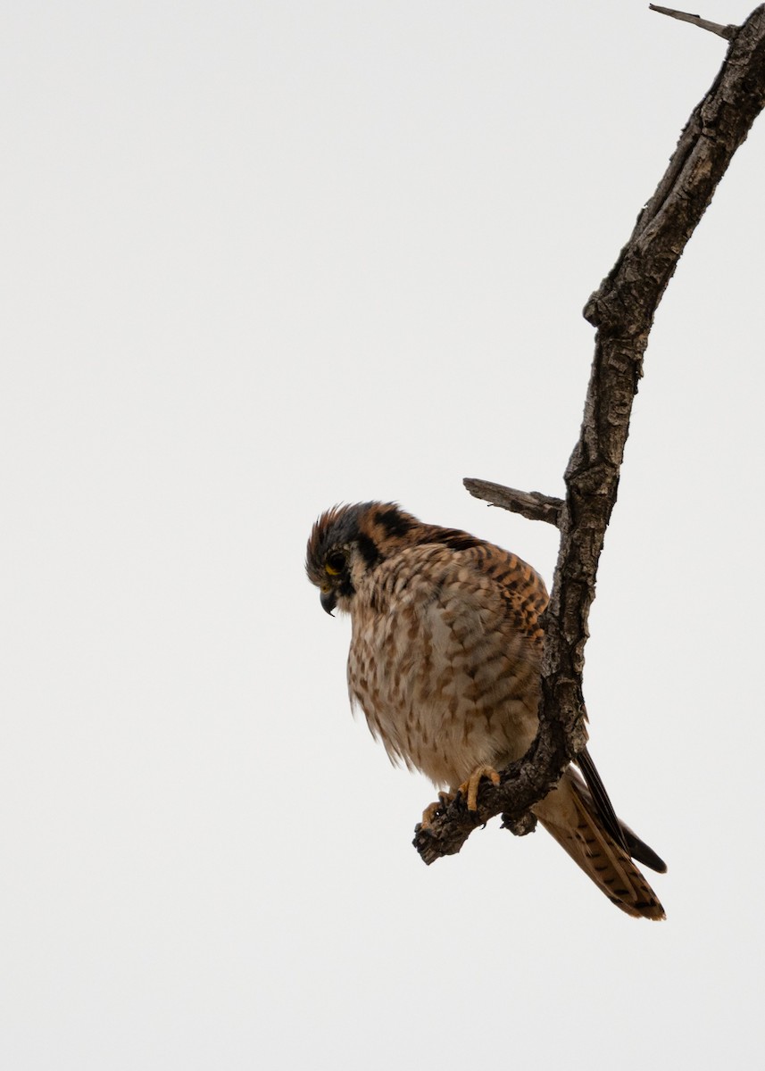 American Kestrel - ML644494713