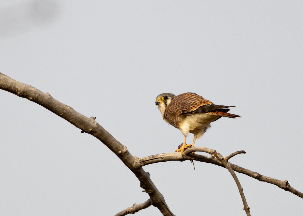 American Kestrel - ML644494714