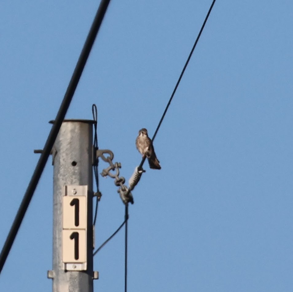 poštolka pestrá - ML644494726