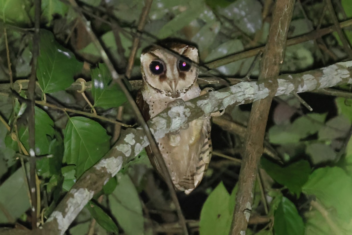 ニセメンフクロウ - ML644494727