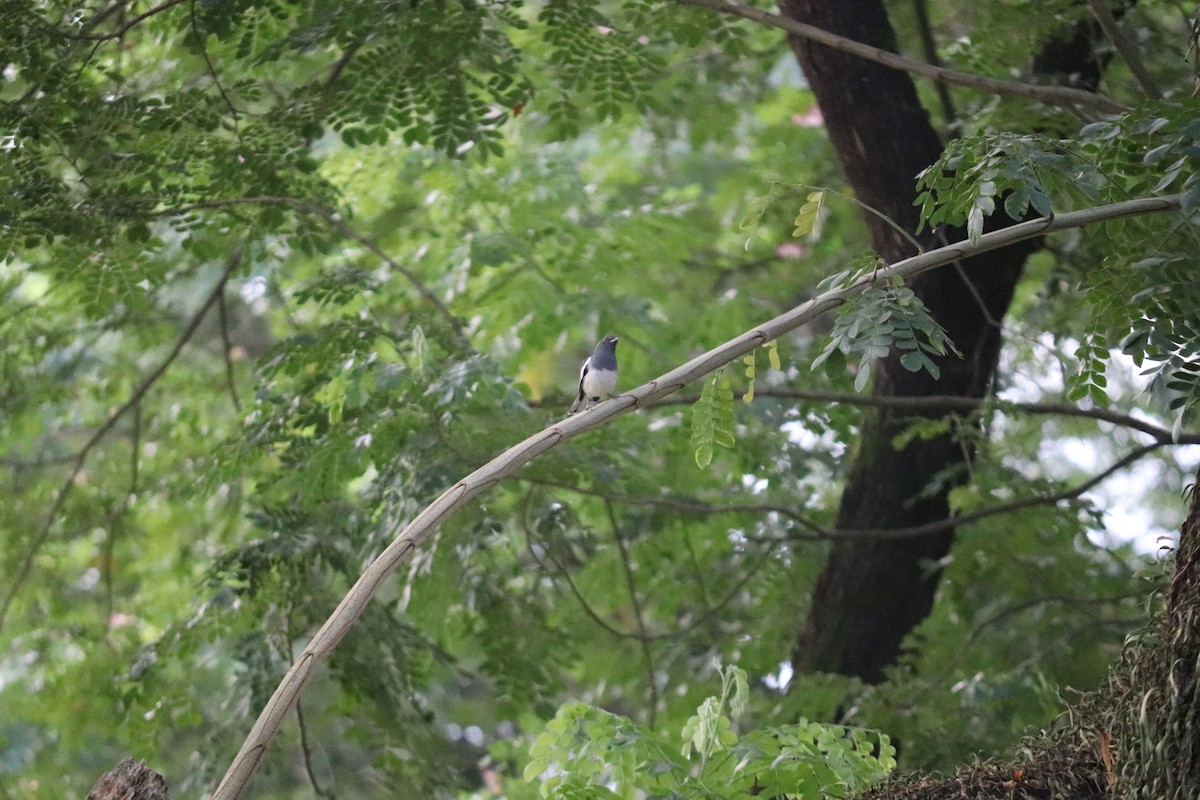 鵲鴝 - ML644494728