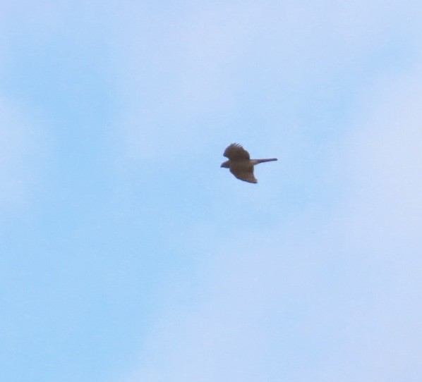 Sharp-shinned Hawk (Northern) - ML644494730