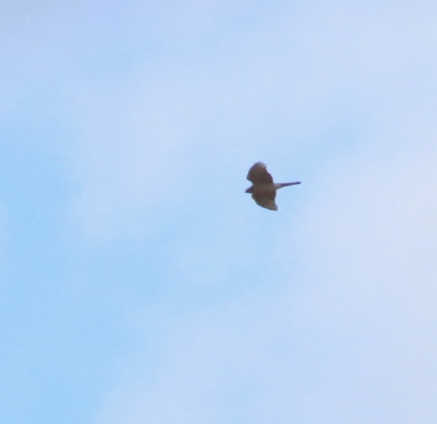 Sharp-shinned Hawk (Northern) - ML644494731