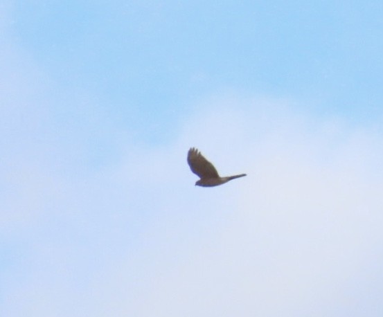 Sharp-shinned Hawk (Northern) - ML644494732