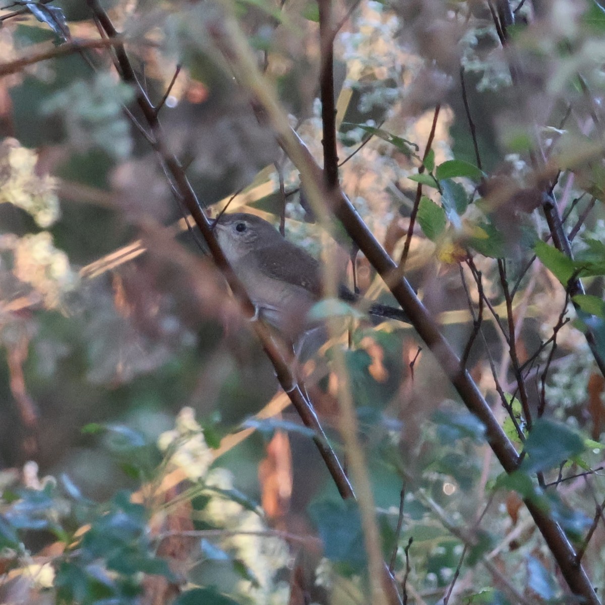 střízlík zahradní - ML644494735