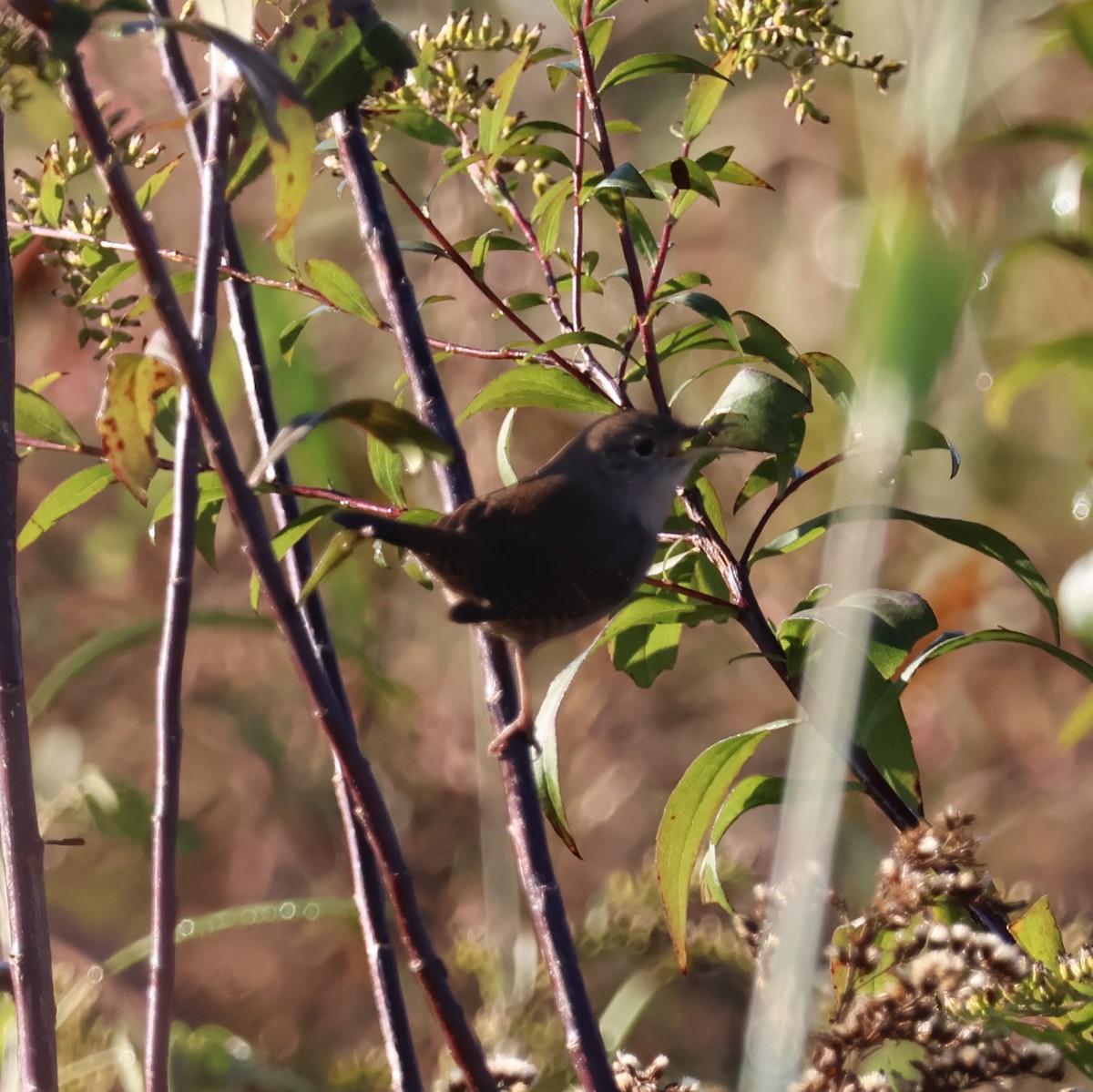 střízlík zahradní - ML644494741