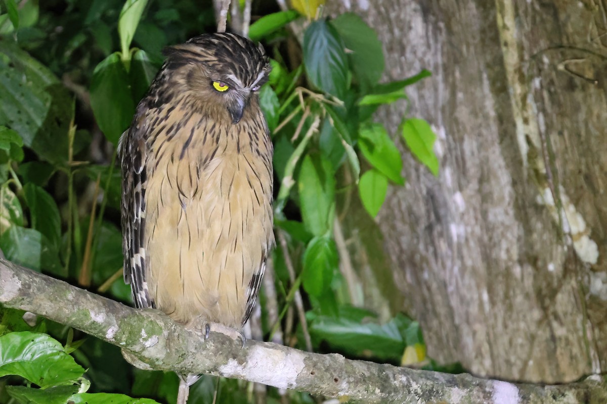 Buffy Fish-Owl - ML644494746