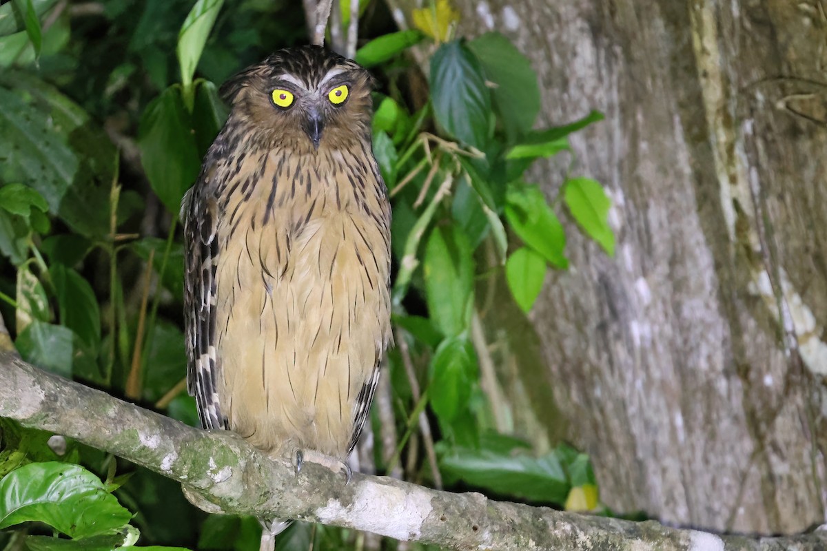 Buffy Fish-Owl - ML644494747