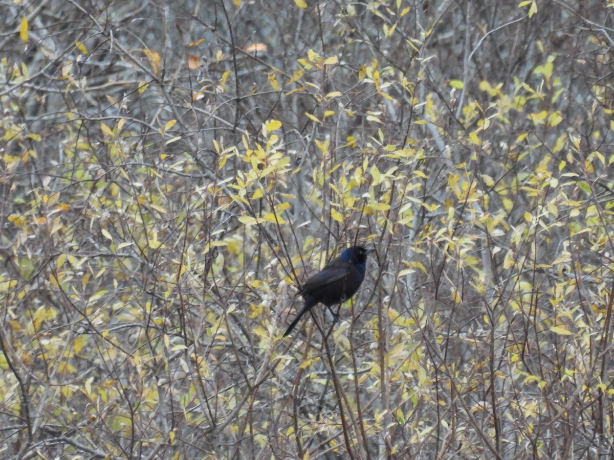 Purpurgrackel - ML644494749