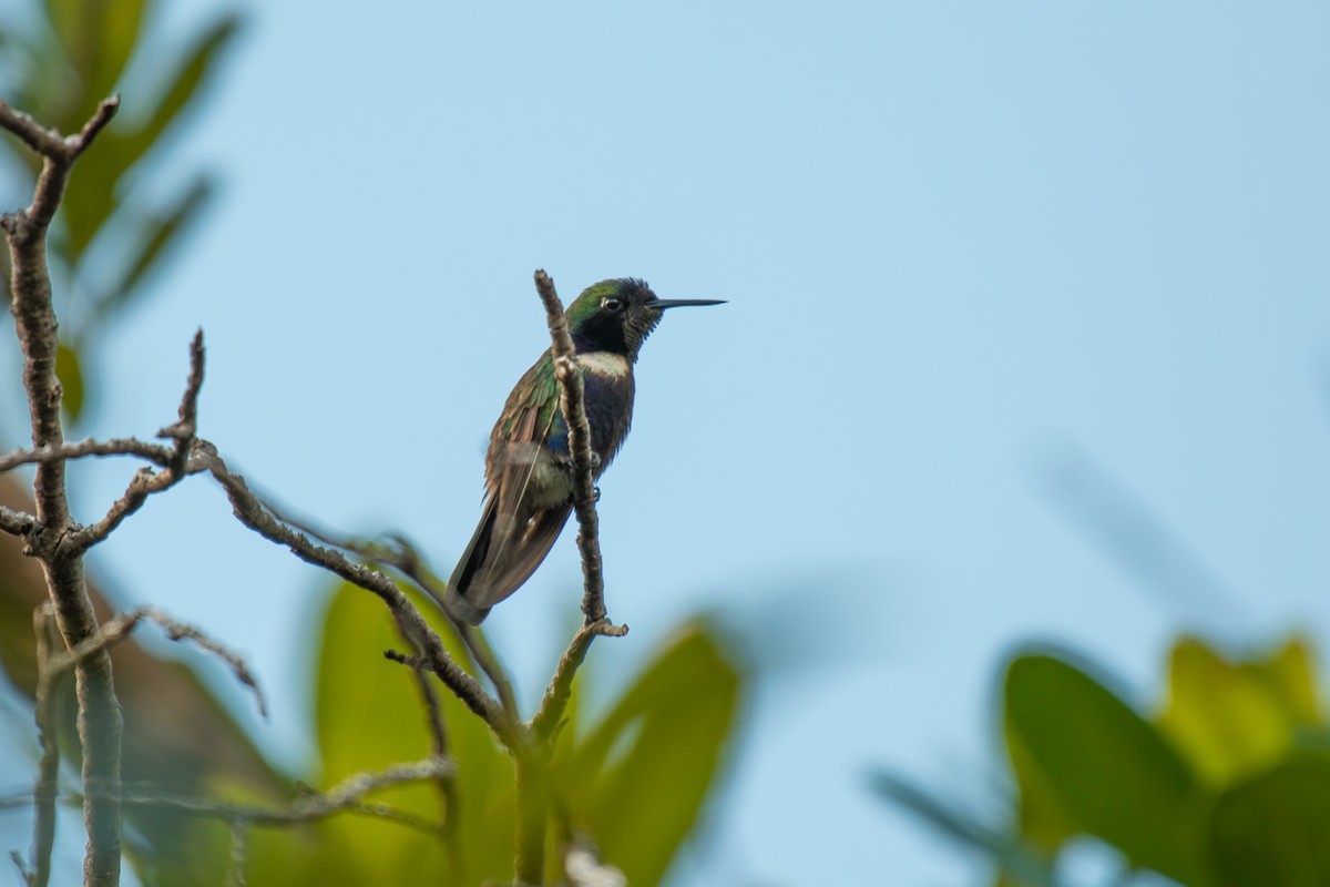 Colibri superbe - ML644494750