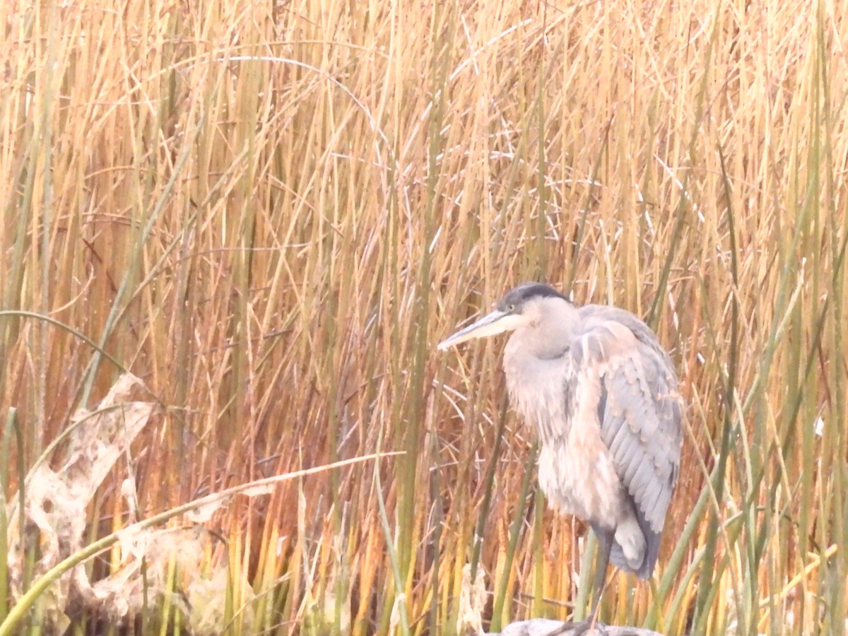 Great Blue Heron - ML644494754