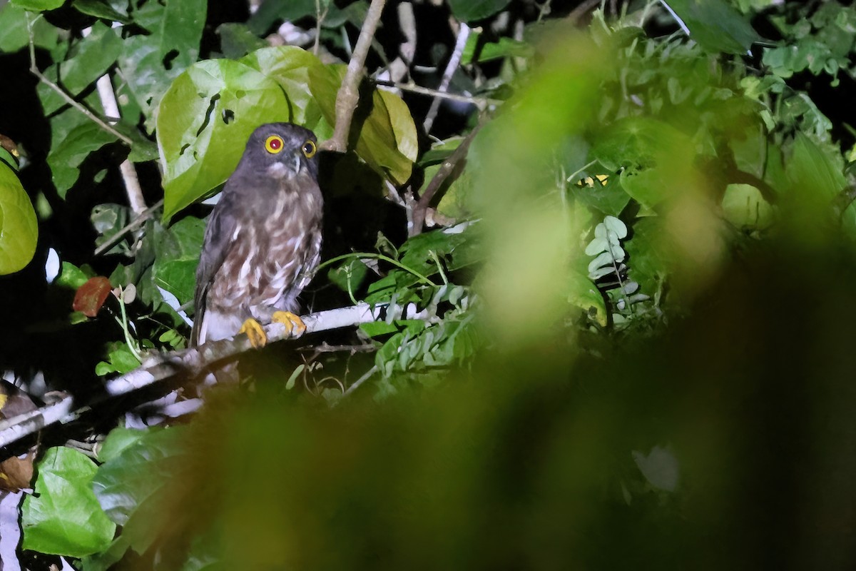 Brown Boobook - ML644494758