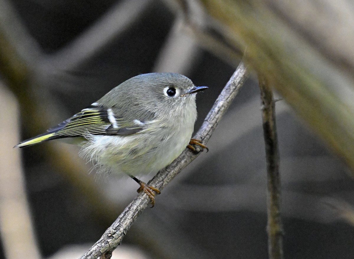 Ruby-crowned Kinglet - ML644494762