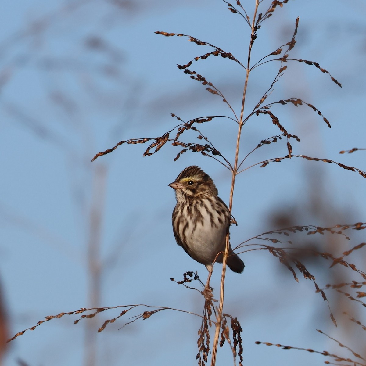 strnadec luční - ML644494763