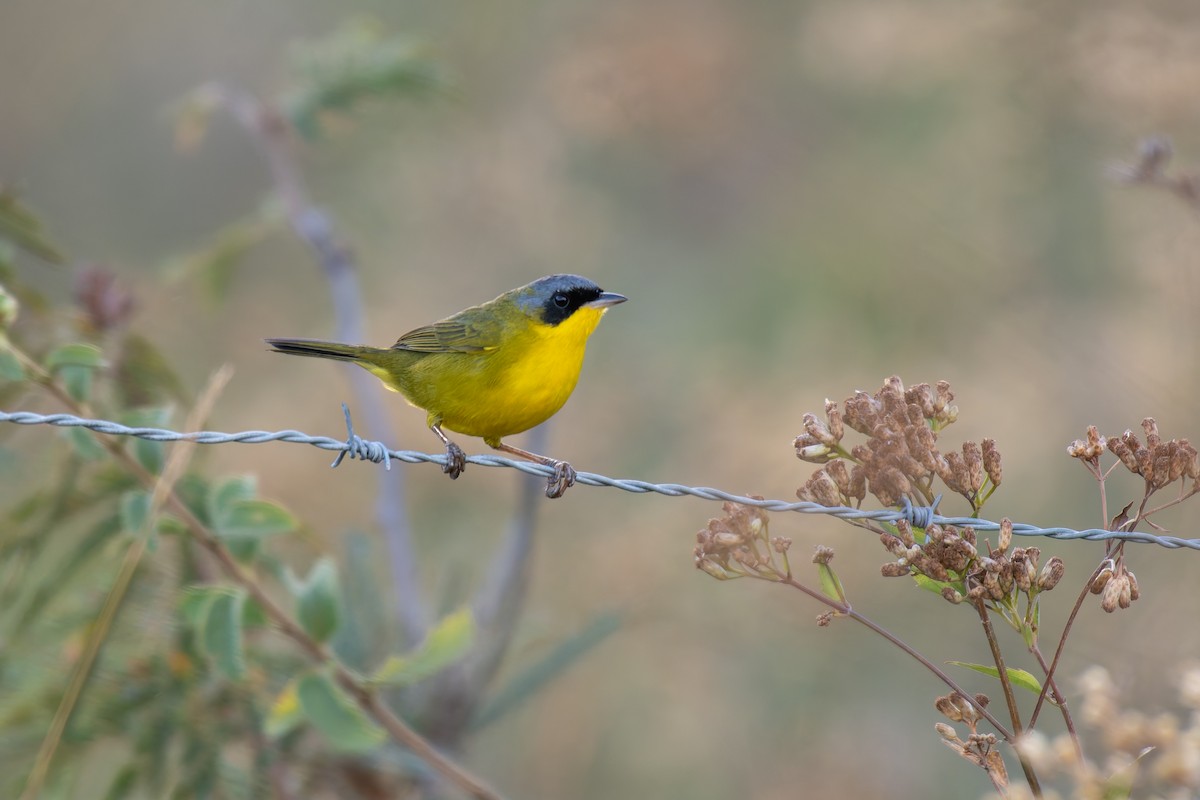 Paruline voilée - ML644494765