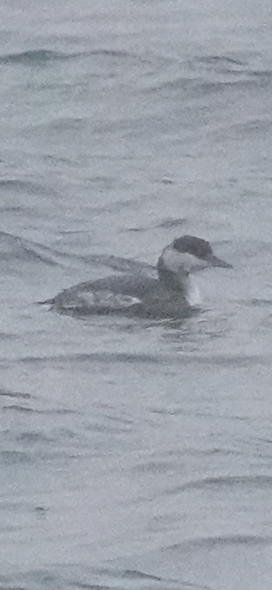 Ohrentaucher - ML644494770