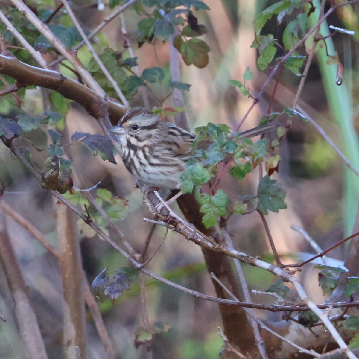 strnadec zpěvný - ML644494775