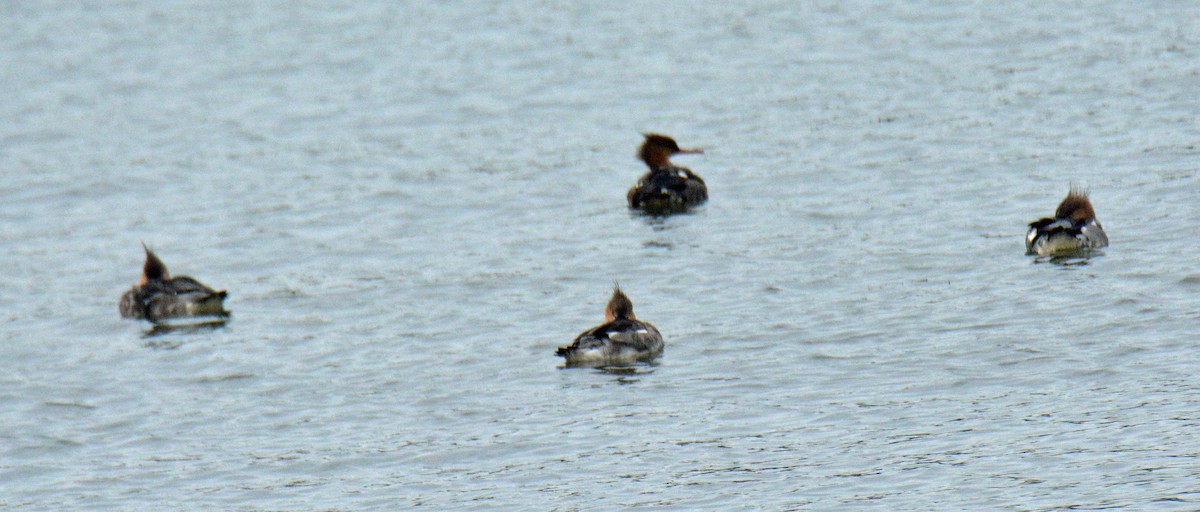 מרגון בינוני - ML644494777