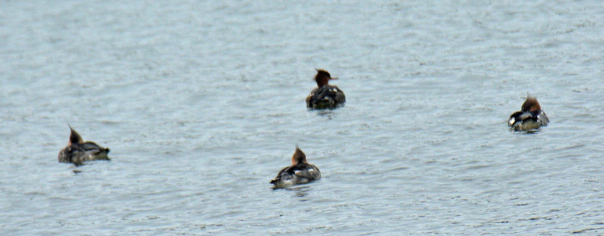 מרגון בינוני - ML644494778