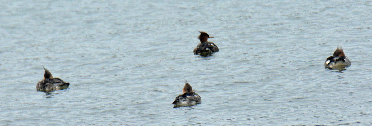 מרגון בינוני - ML644494779