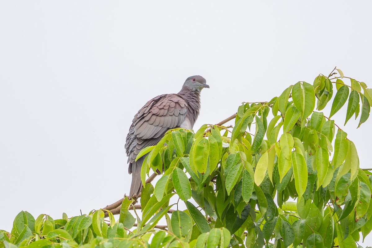 Paloma Colorada - ML644494780